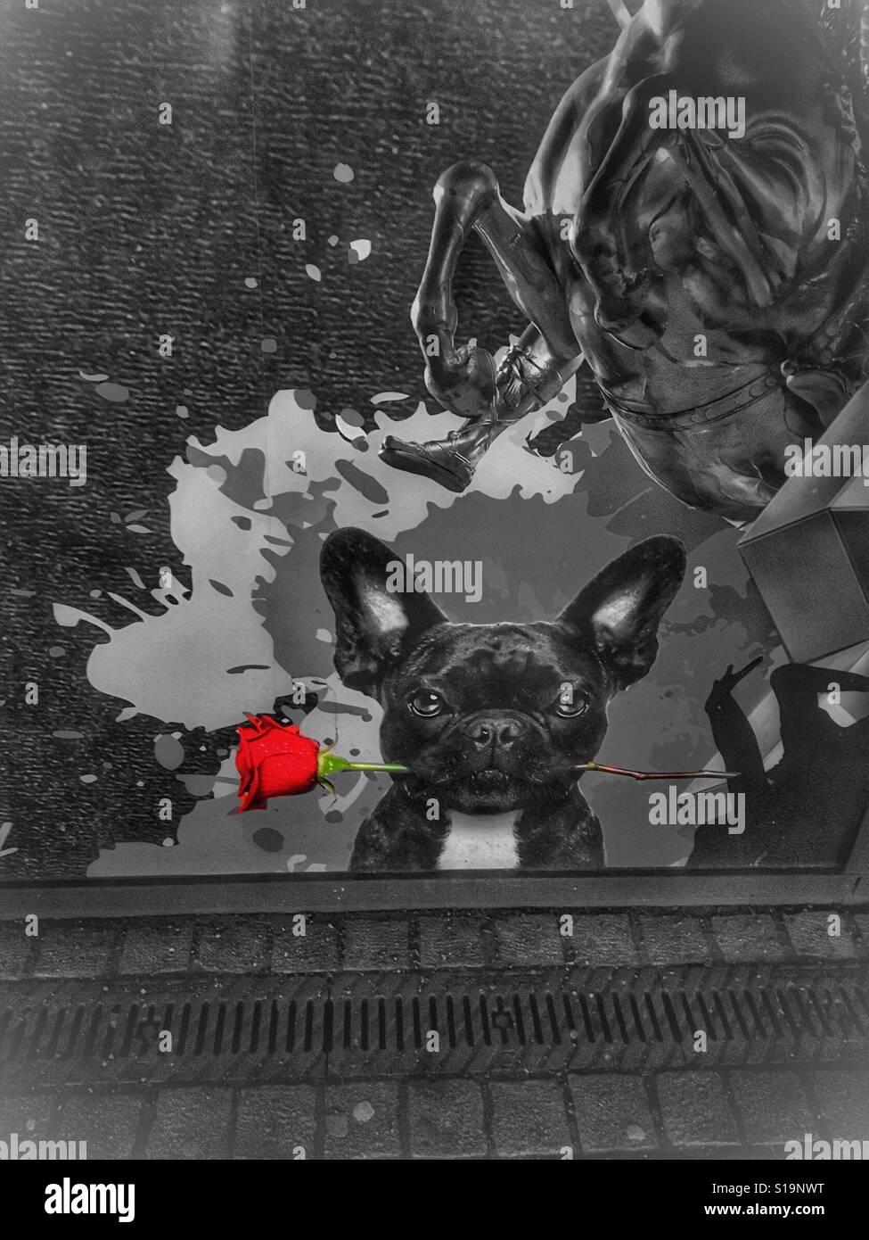 Französische Bulldogge mit einer roten Rose in seinen Mund, Straße Plakat, Straße erfassen Stockfoto