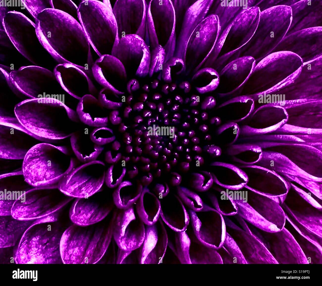 Lila Chrysanthemen Stockfoto