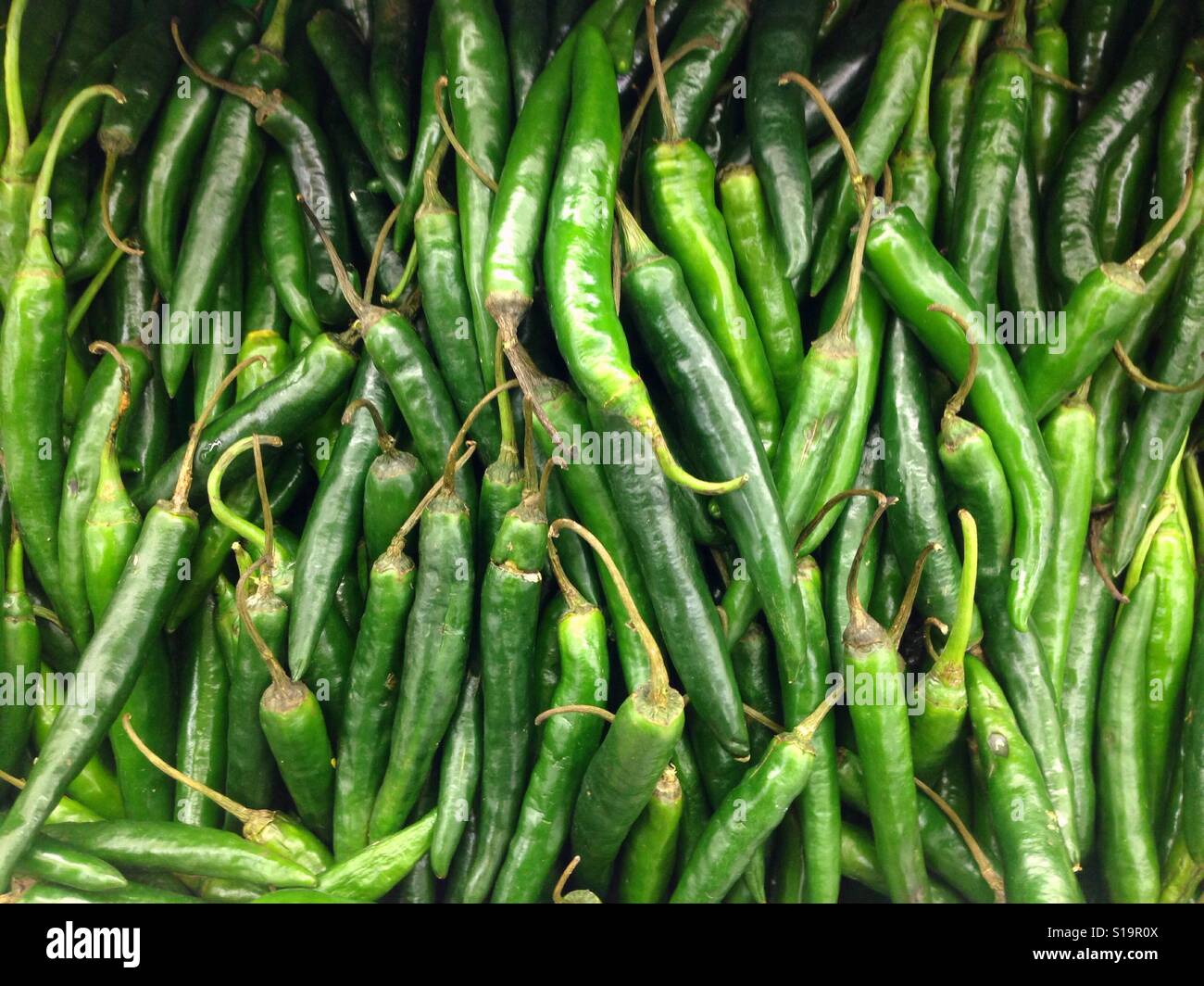 Frische grüne Chili auf dem Display im Markt Stockfoto
