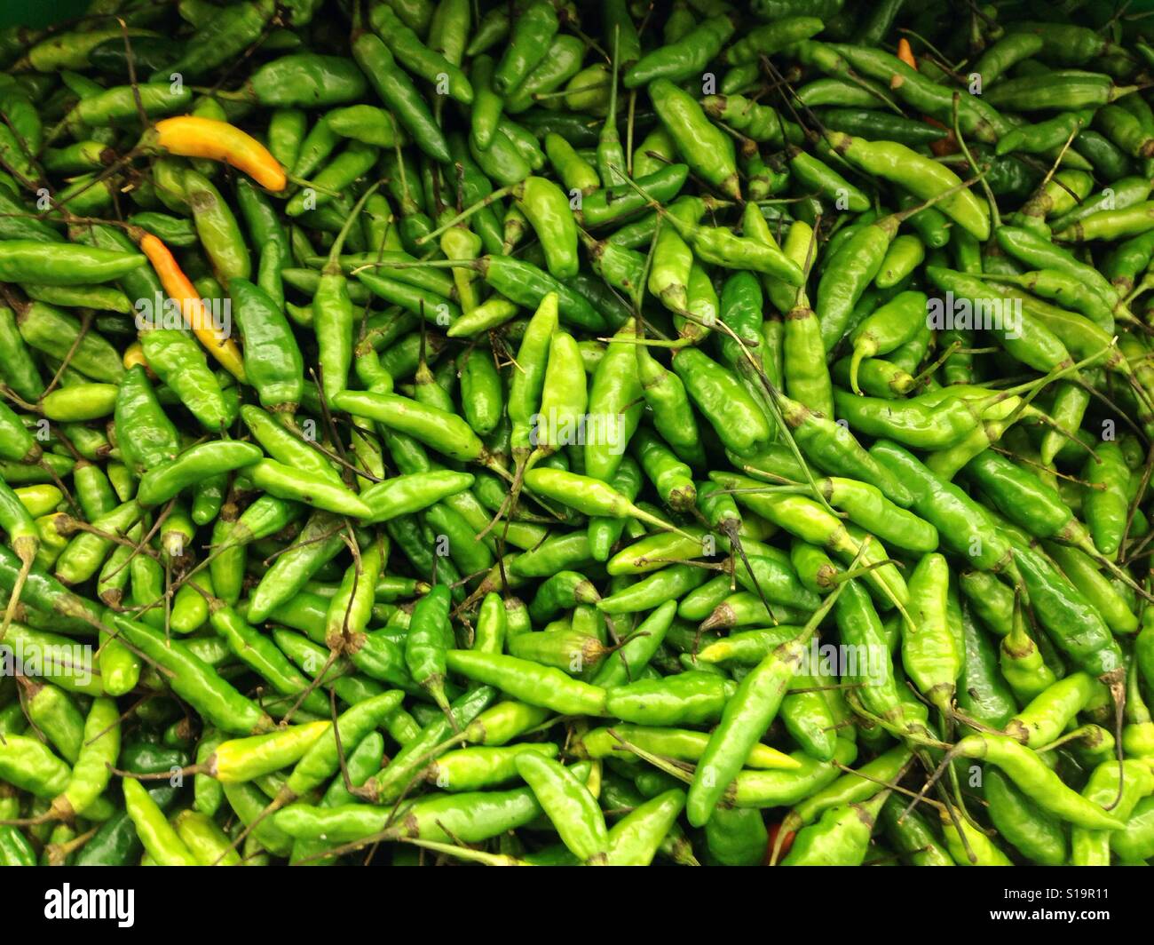 Frische heiße grüner Chili auf dem Display im Markt Stockfoto
