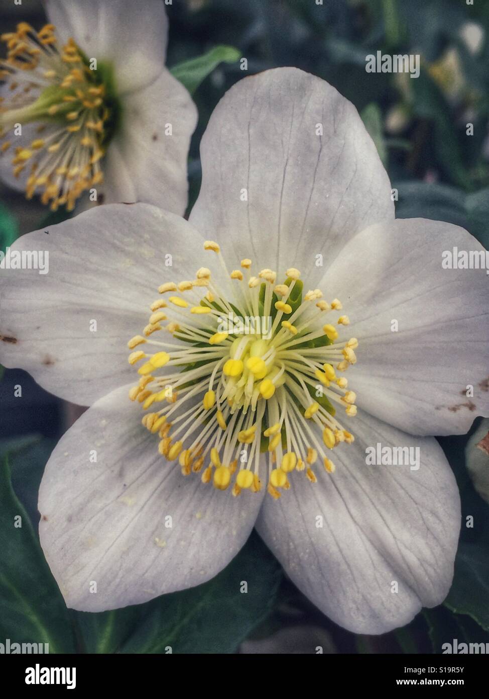 Weiße Nieswurz Blumen Stockfoto