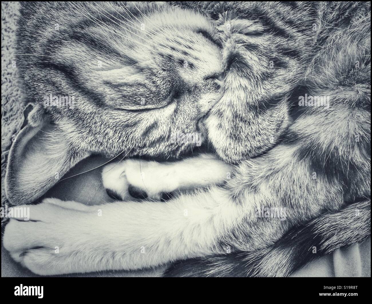 Schwarz / weiß Foto schlafende Katze. Stockfoto