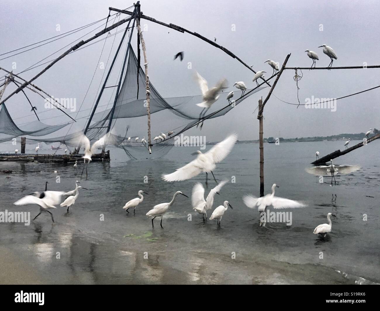 Reiher, die auf der Suche nach Fisch neben chinesischen Fischernetze in Kochi. - Smartphone-aufgenommenes Stockfoto