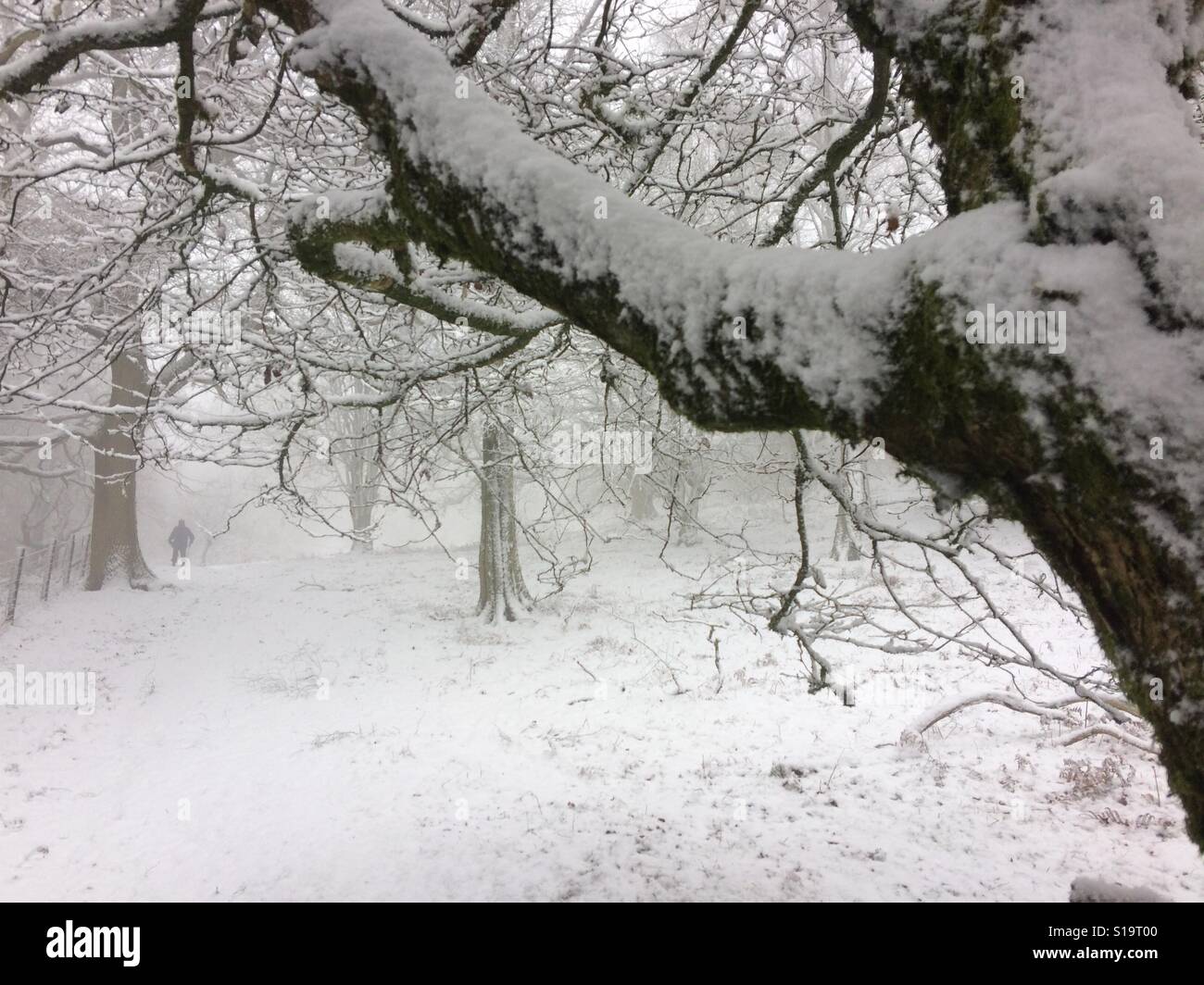 Ein Wanderer wandert durch den winterlichen Wald auf Ragleth Hill, Kirche Stretton, Shropshire - Smartphone-aufgenommenes Stockfoto