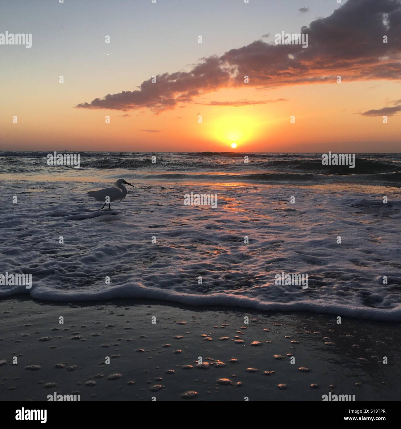 Vögel bei Sonnenuntergang, St. Pete Beach, Florida Stockfoto