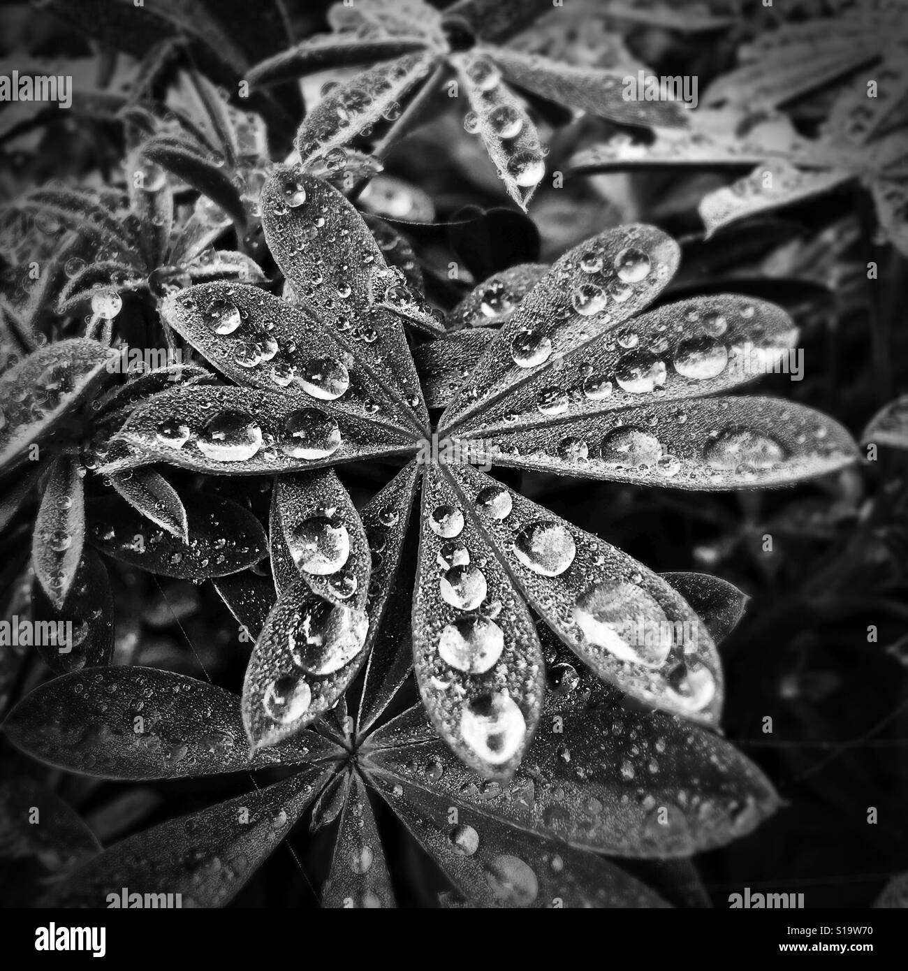 Tautropfen auf den Blättern einer Pflanze Lupine. Stockfoto