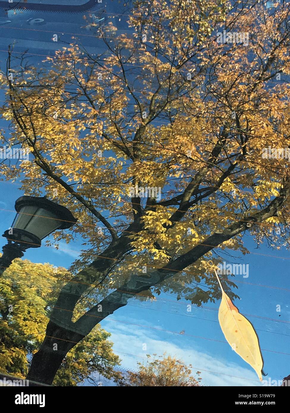 Reflexion von einem Baum und Street Laterne in einem Fenster Stockfoto
