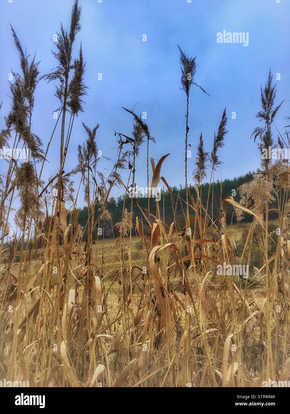 Wilde Feldpflanzen, Wald hinter Stockfoto