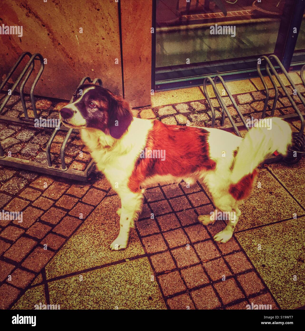Ein Hund auf der Straße zu stehen und seine Besitzer mit Liebe betrachten Stockfoto