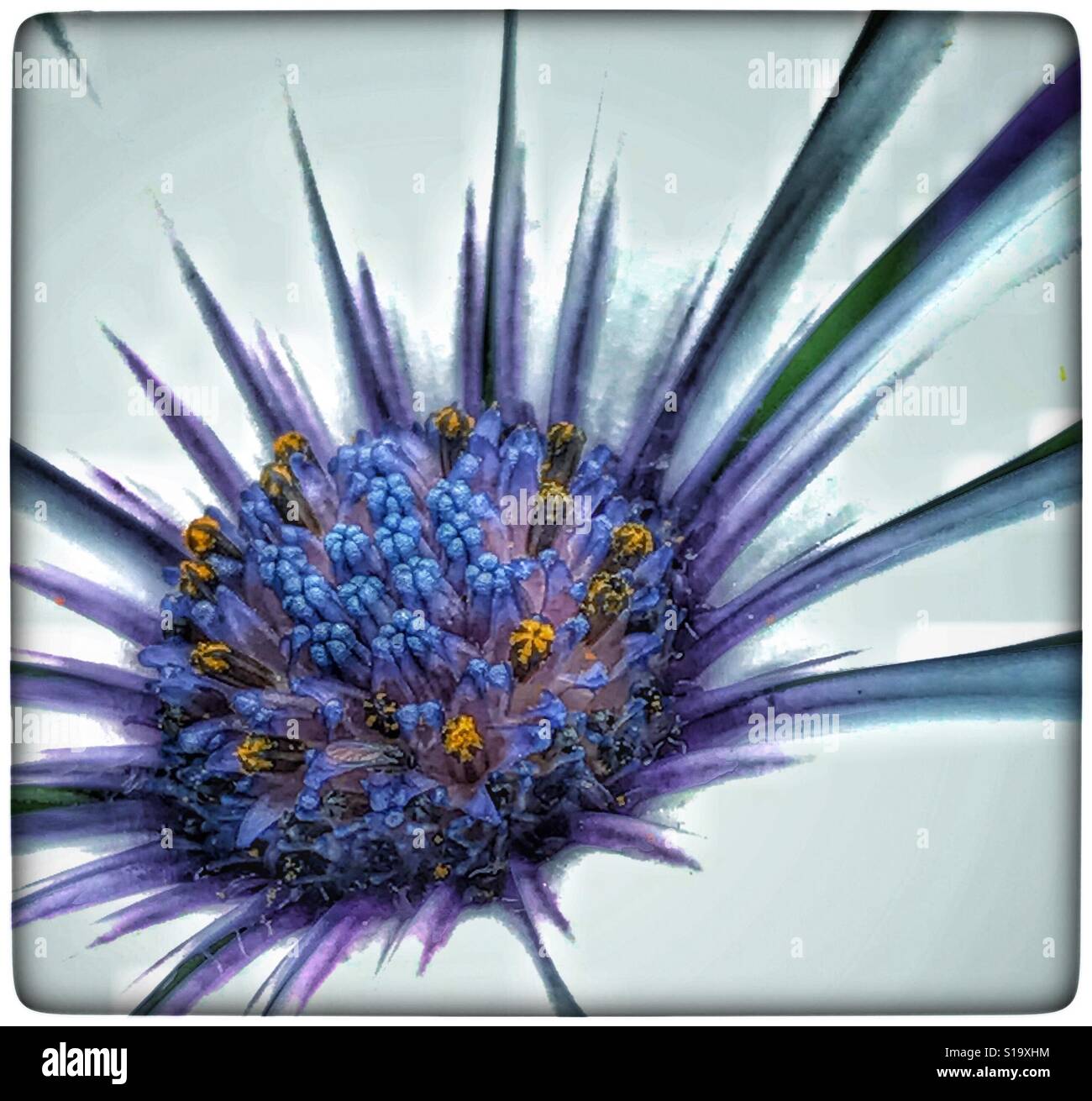 Afrikanischen Kap Daisy in Makro, Osteospermum - Smartphone-aufgenommenes Stockfoto