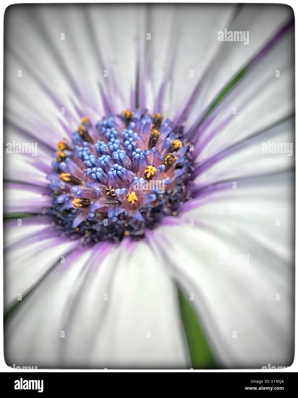 Afrikanischen Kap Daisy in Makro mit Tiefenschärfe, Osteospermum - Smartphone-aufgenommenes Stockfoto