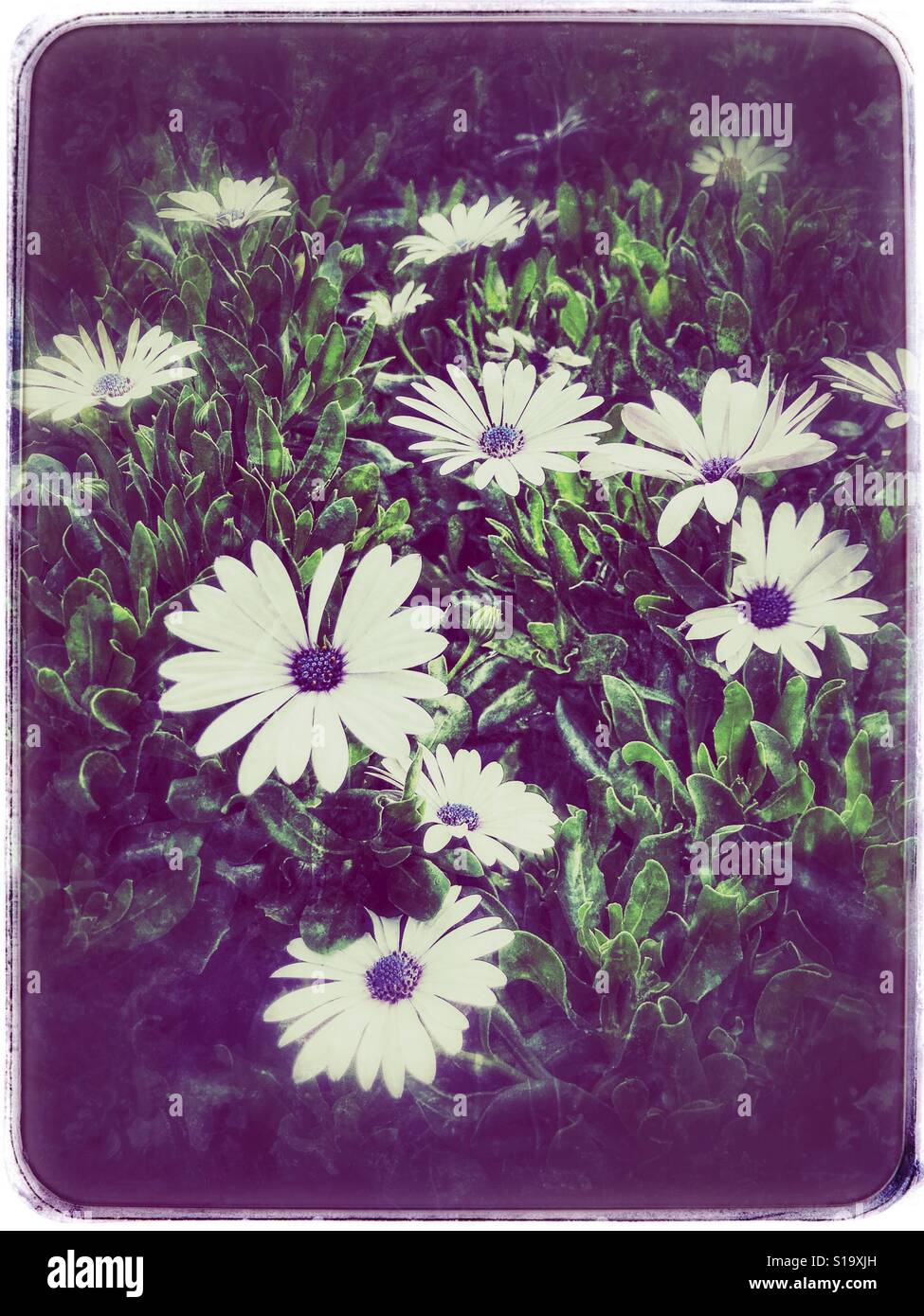 Afrikanischen Kap Gänseblümchen in voller Blüte, Osteospermum Stockfoto