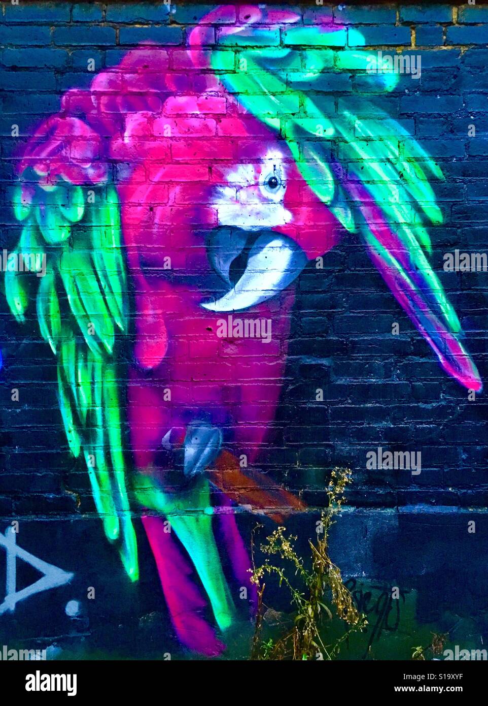 Rosa & grünen Papagei Streetart Tooting, London - Smartphone-aufgenommenes Stockfoto
