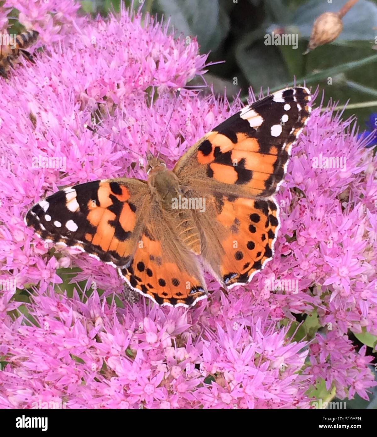 Distelfalter Schmetterling Stockfoto
