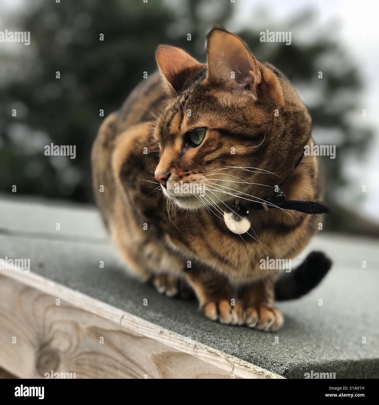 Eine Rassekatze Bengal. Stockfoto