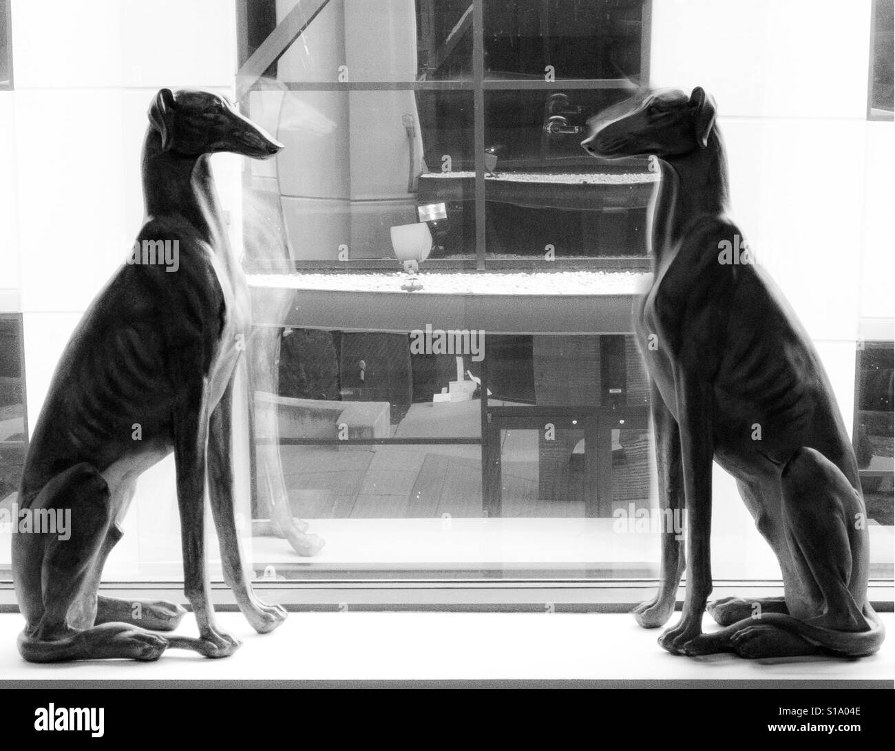 Spiegel-Hunde Stockfoto