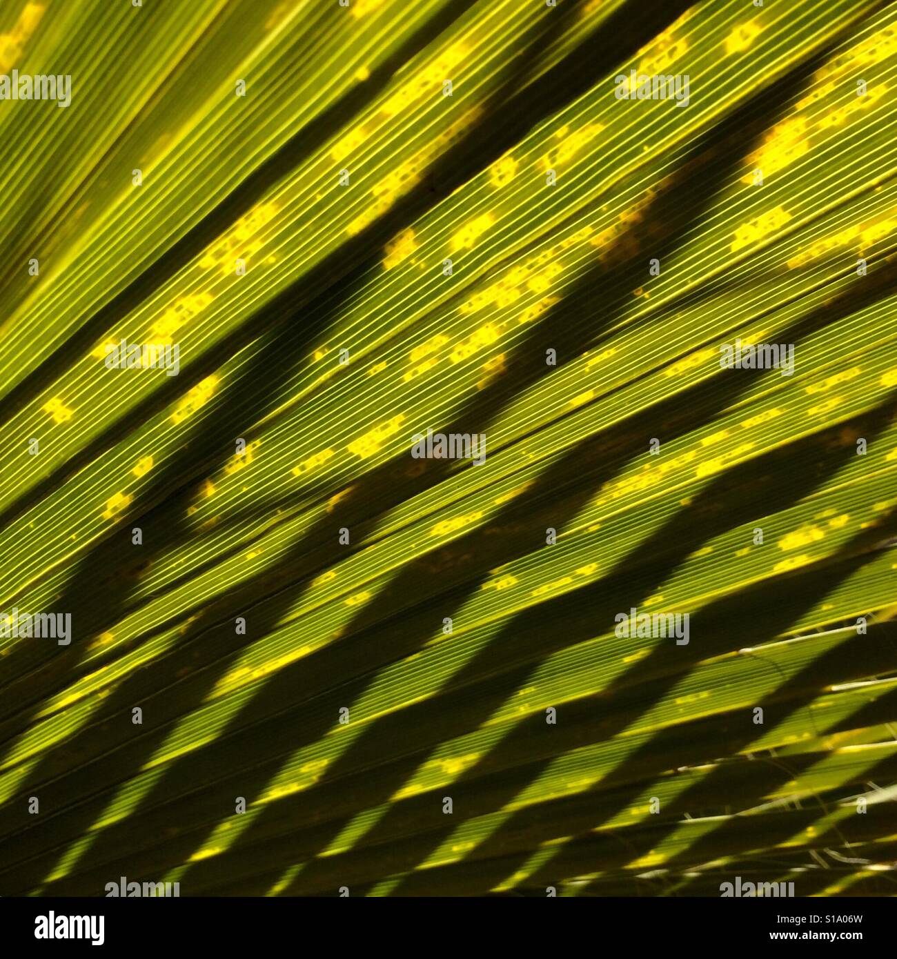 Kalifornien Ventilator-Palme, Sonne durch Blätter, Joshua Tree Nationalpark, Kalifornien Stockfoto