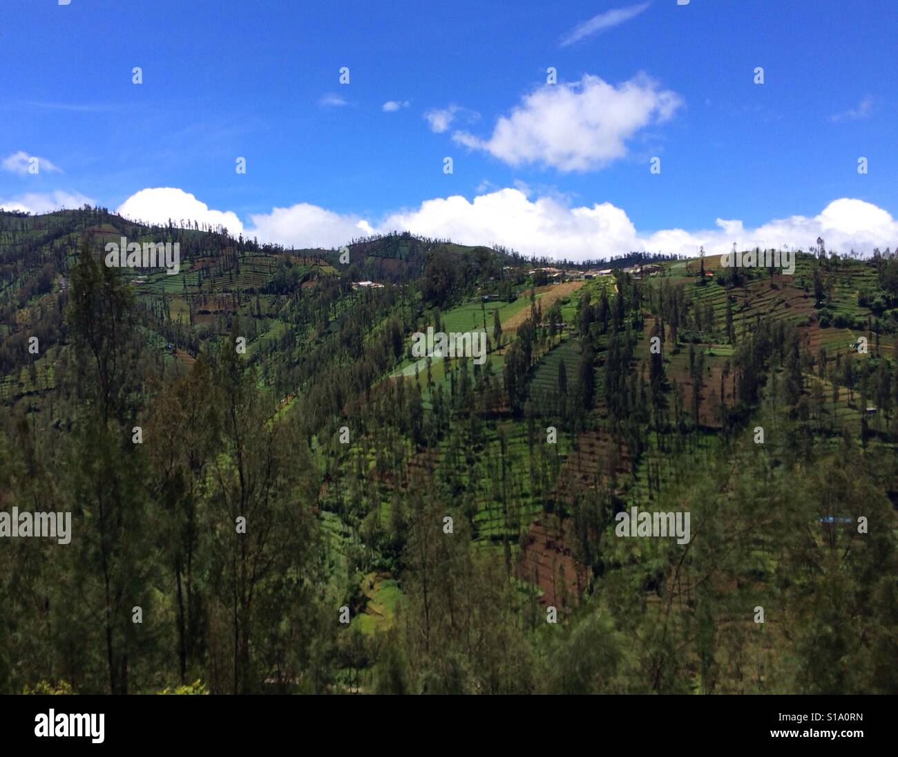 Schöne Hügel in der Nähe von Bromo Berg, Malang, Indonesien Stockfoto