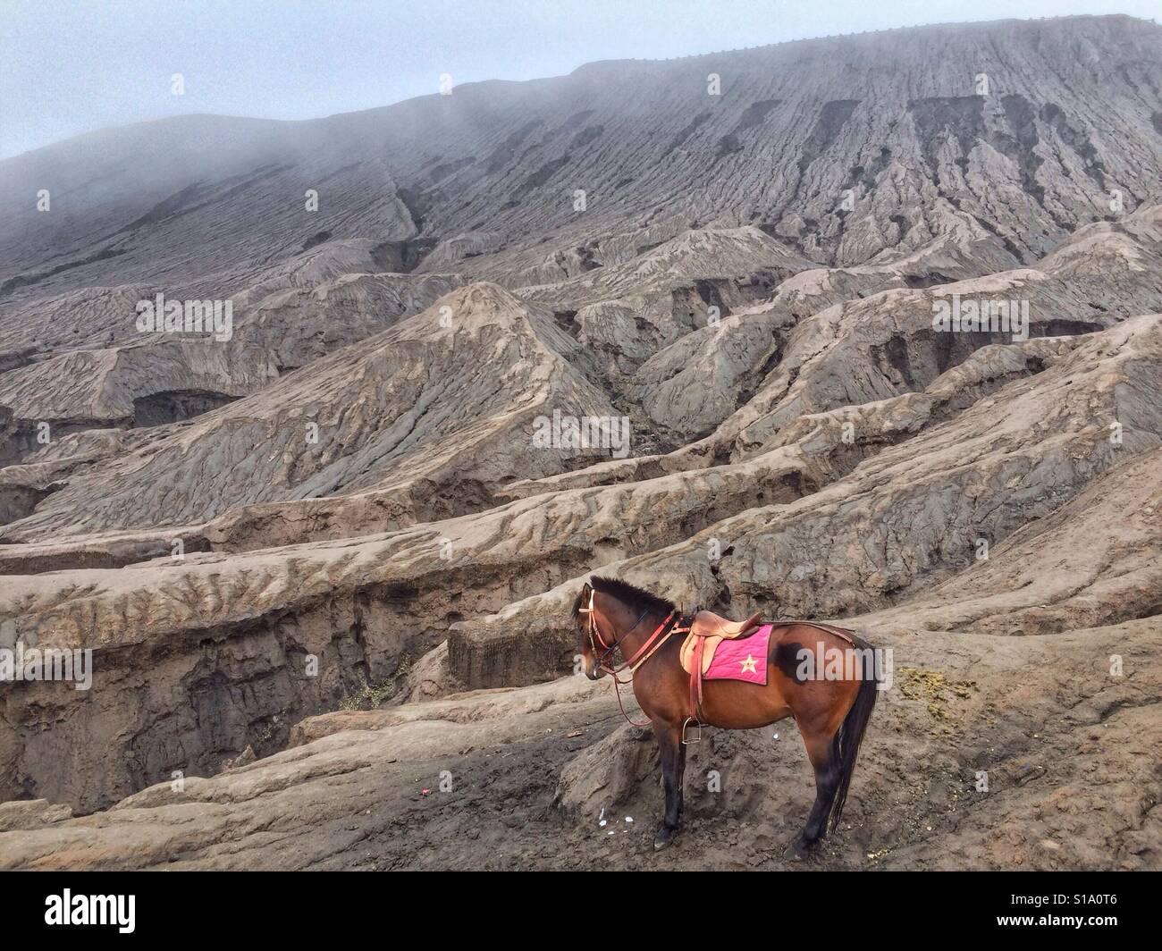 Ein einsames Pferd in Bromo Berg, Malang, Indonesien Stockfoto