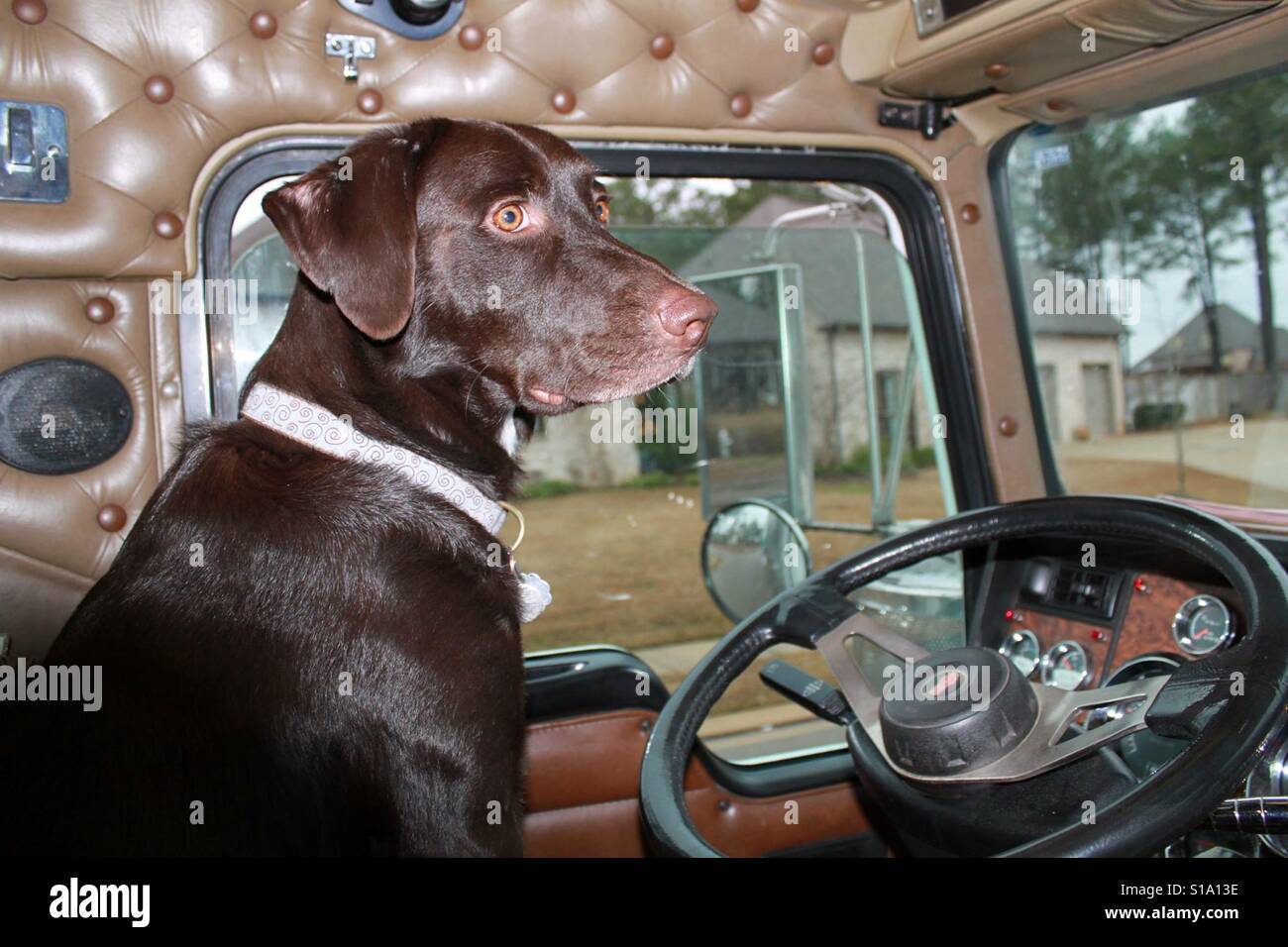 Chocolate Labrador Retriever sitzt hinter dem Steuer eines Big Rig Truck. Stockfoto