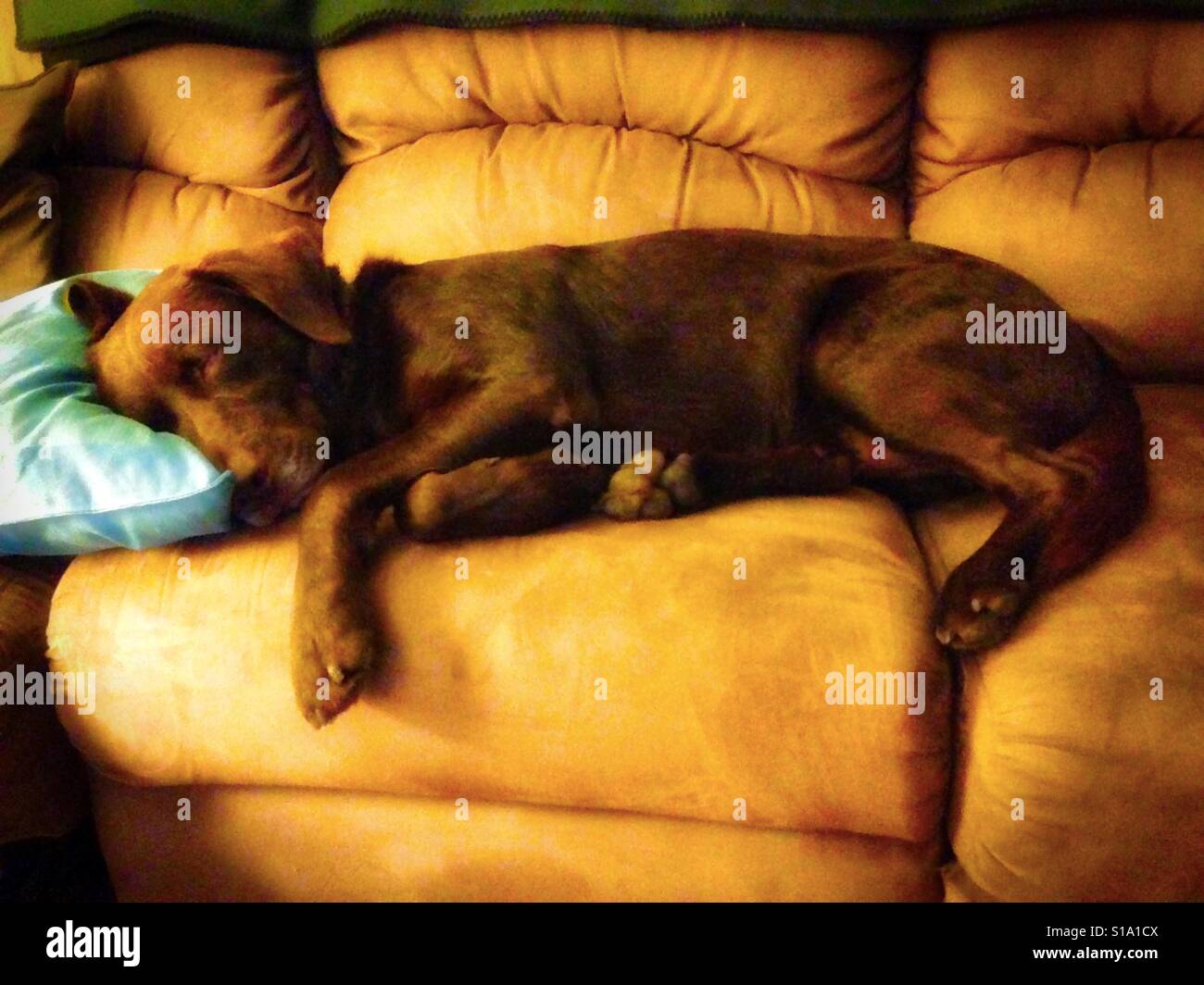 Verschlafene Labrador auf Türkis Kissen und eine braune couch Stockfoto