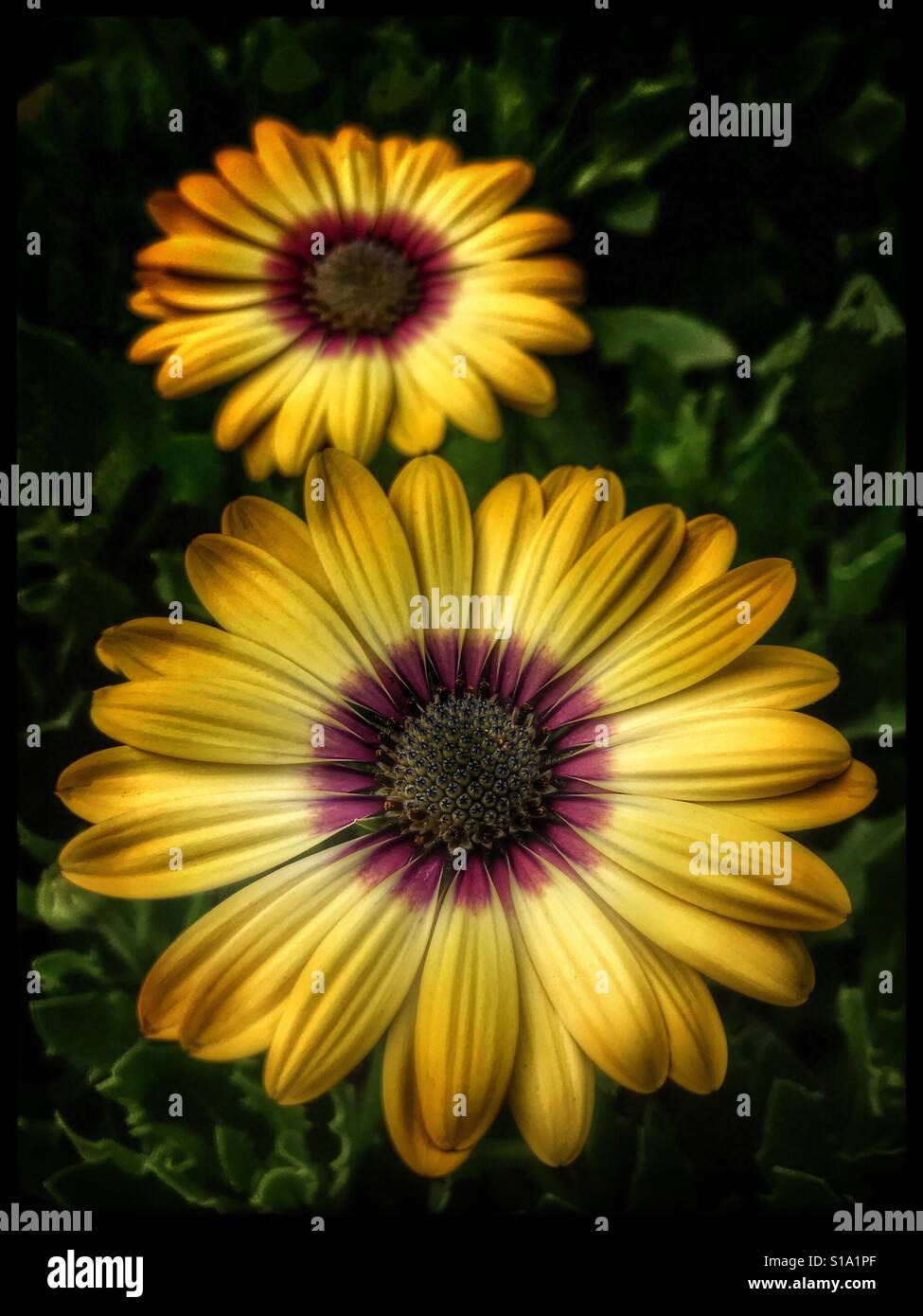 Afrikanischen Kap Gänseblümchen mit gelben Blüten und lila-Center, Osteospermum ecklonis Stockfoto