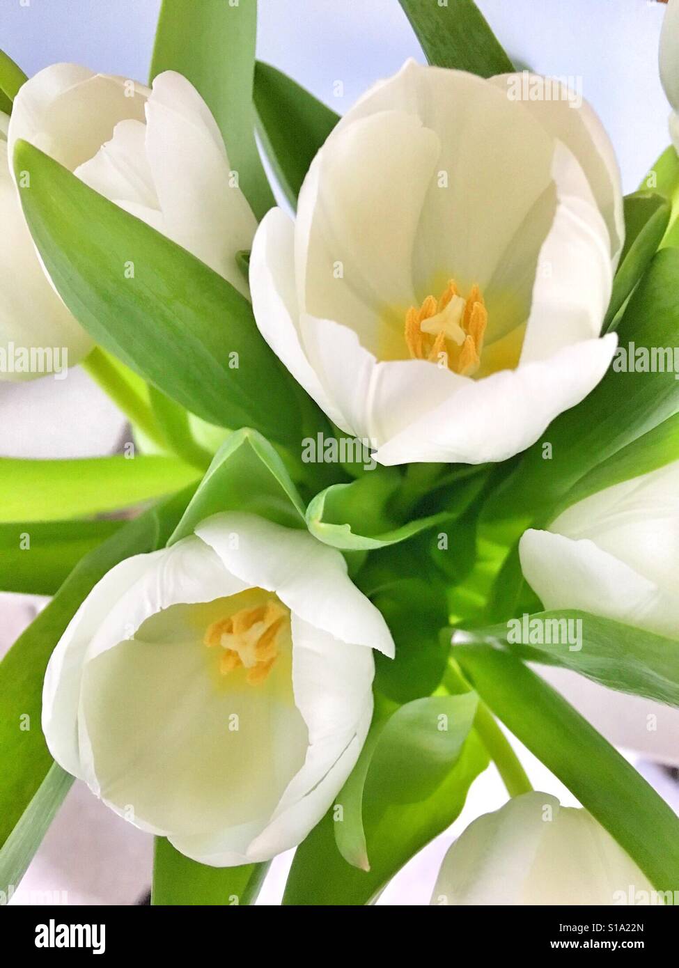 Offene weiße Tulpen zeigen Staubblätter Stockfoto