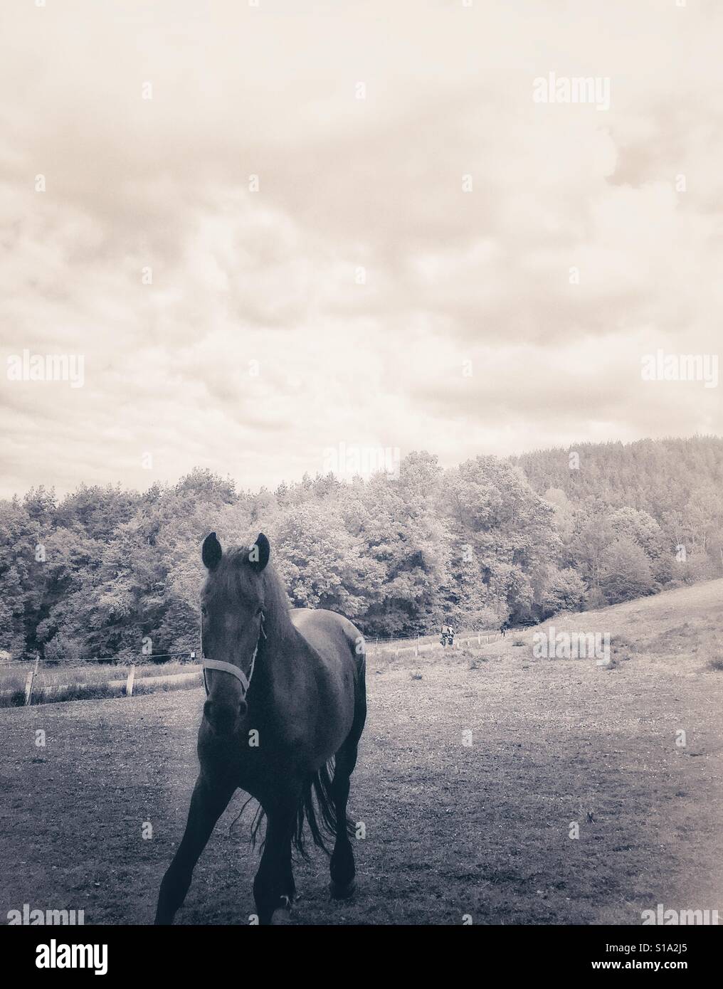 Pferd im Feld Stockfoto