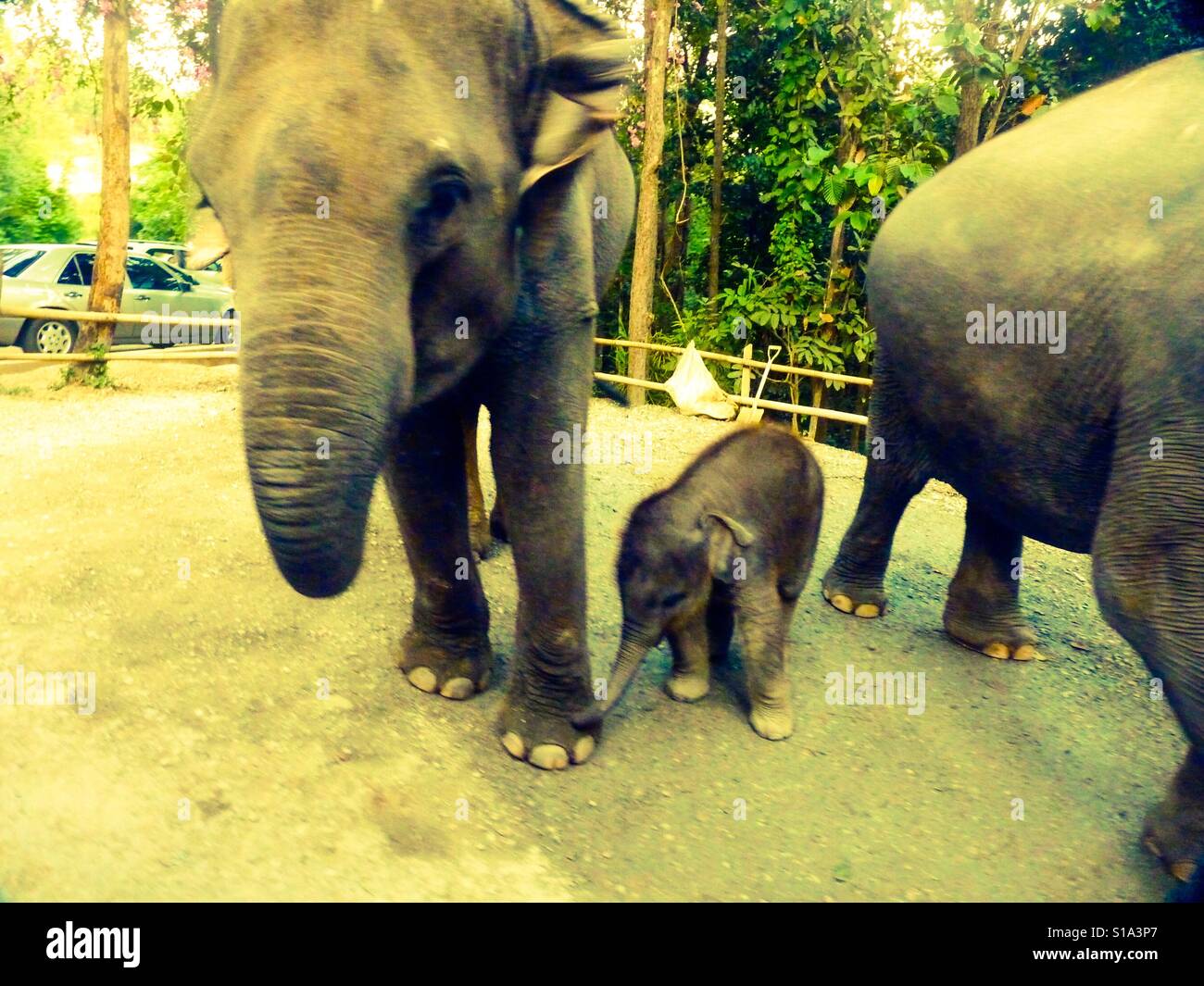 Elefanten Familie safaris Stockfoto