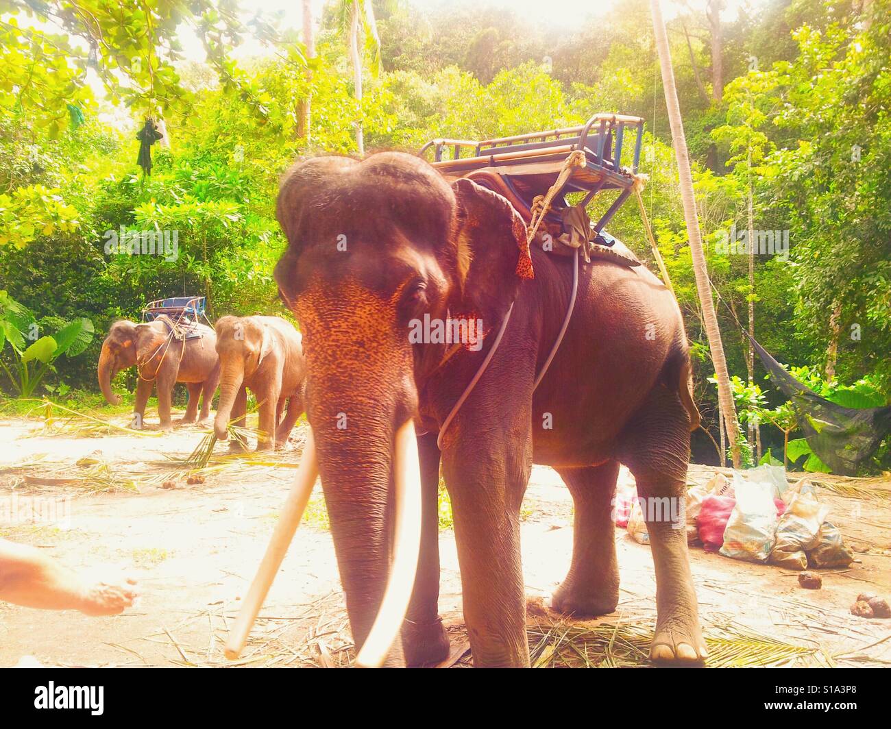 Elefanten-safaris Stockfoto