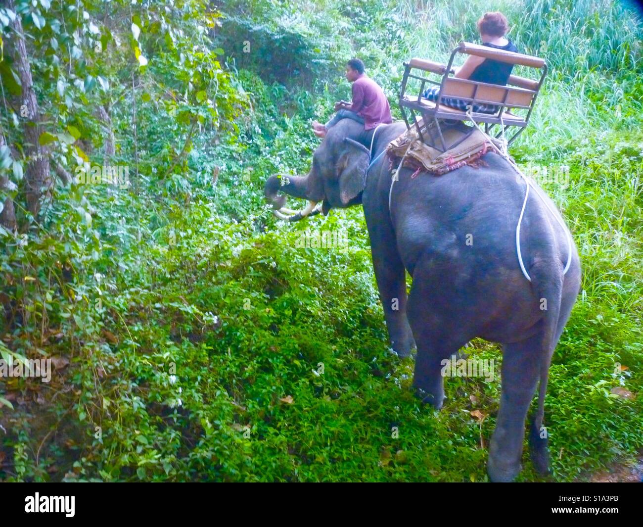 Elefanten Tour safaris Stockfoto