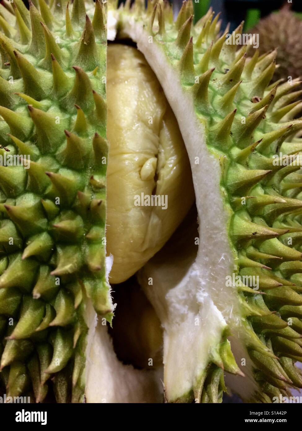 Durio Zibethinus ist die häufigste Baumart in der Gattung Durio, die bekannt sind als Durian und essbare Früchte auch Durian. Stockfoto