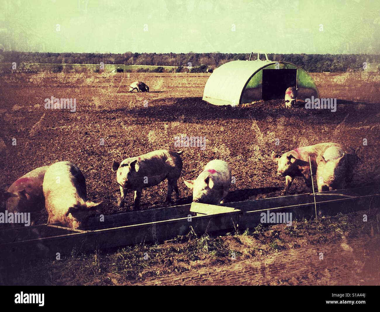 Im Freien gezüchteten Schweine, Sutton Heath, Suffolk, England. - Smartphone-aufgenommenes Stockfoto