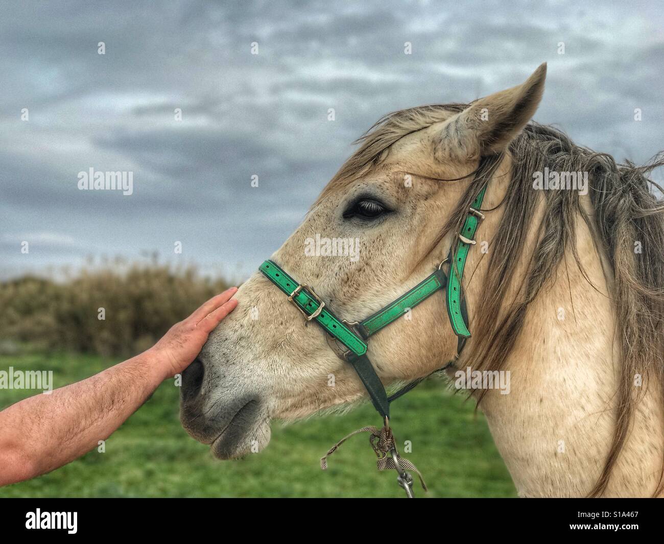Hand des Menschen und Pferd Stockfoto