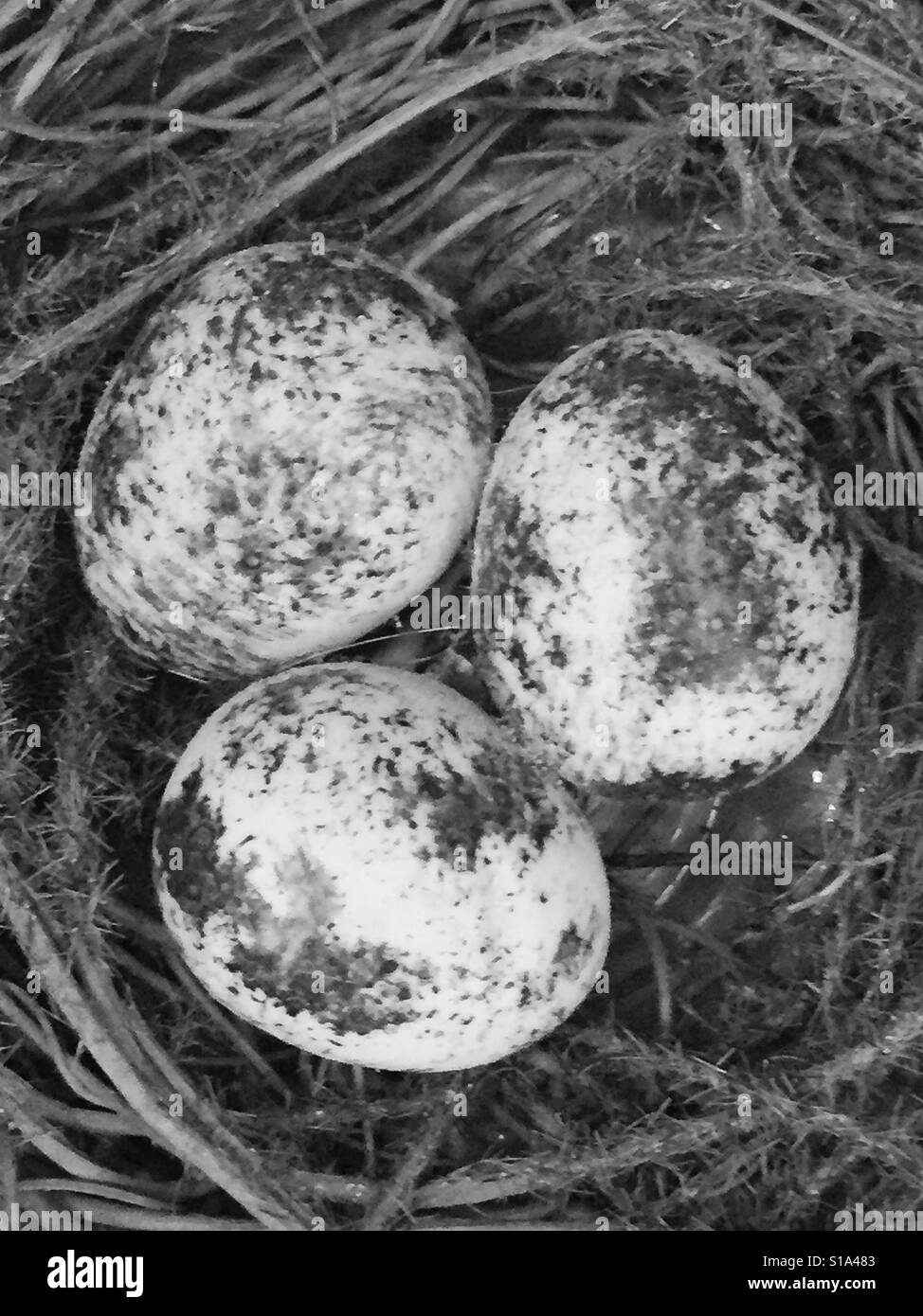 Gesprenkelten Eiern in ein Vogelnest Stockfoto