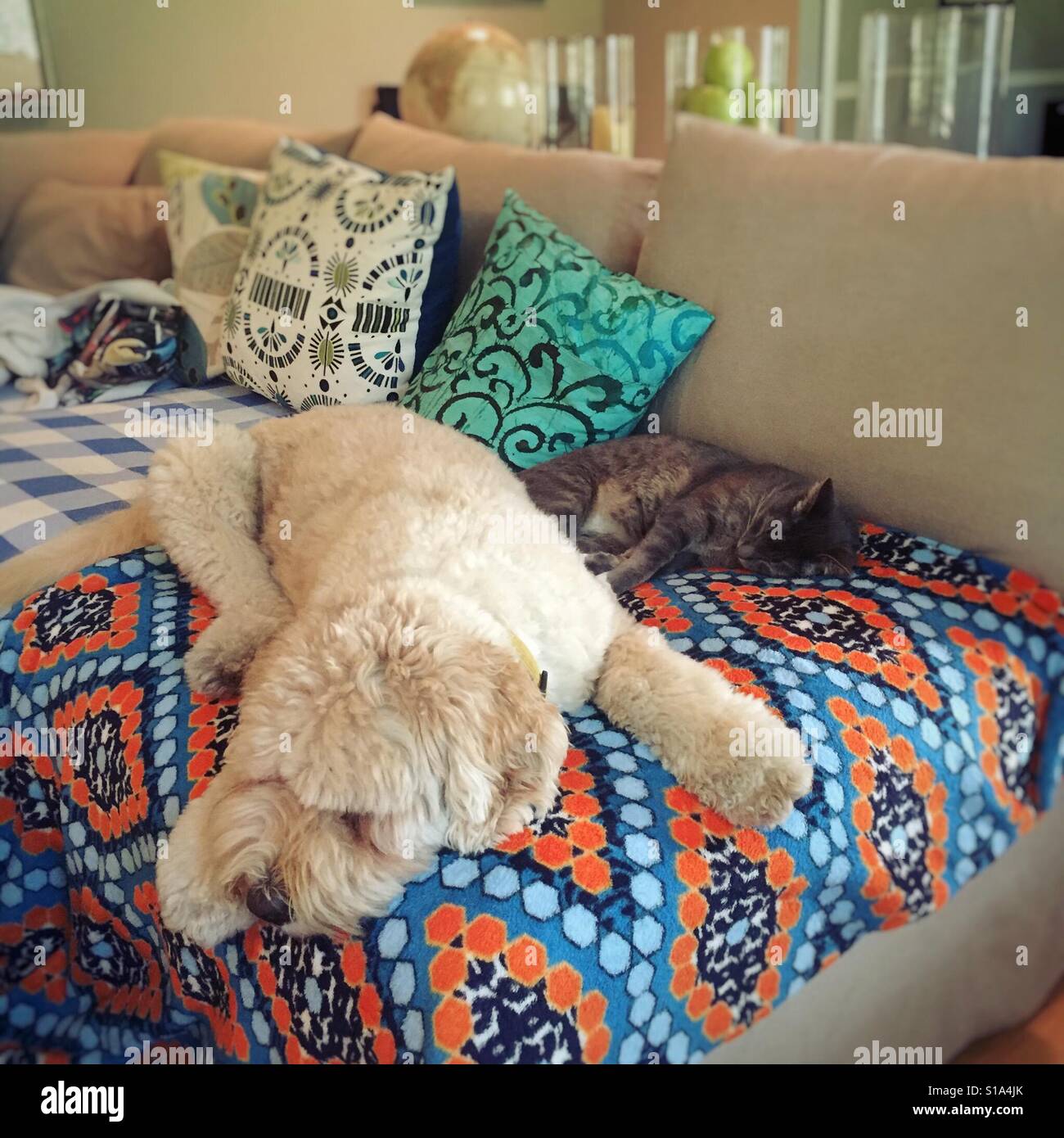 Hund und Katze schlafen zusammen auf der Couch. Stockfoto