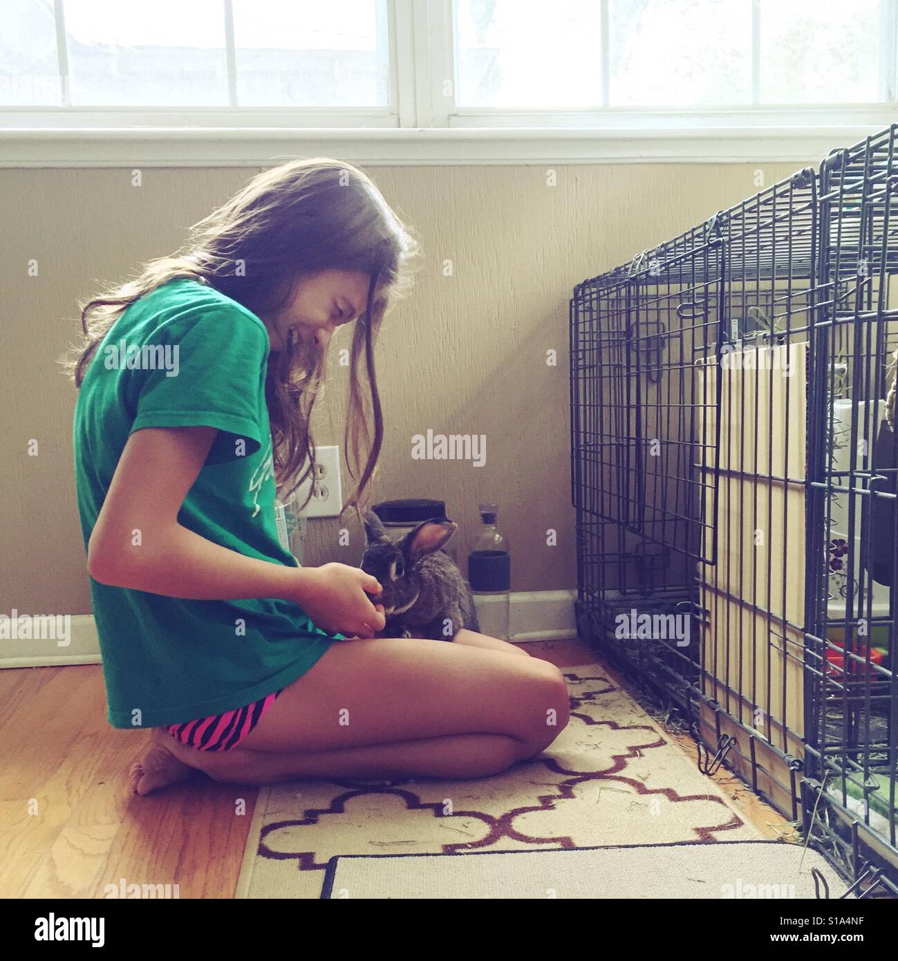 Haustier Hase klettert auf jungen Mädchens Schoß für Lebensmittel. Stockfoto