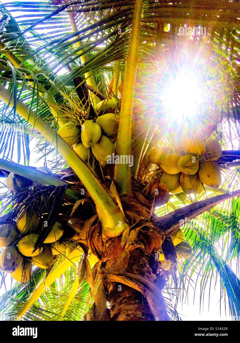 Kokospalme über Sonne Stockfoto