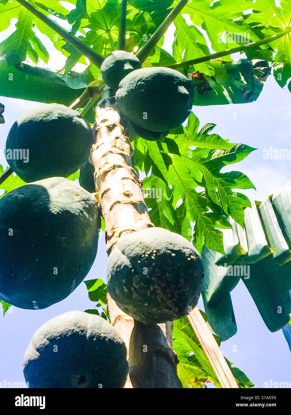 Papaya-Baum natürliche Lebensweise Stockfoto