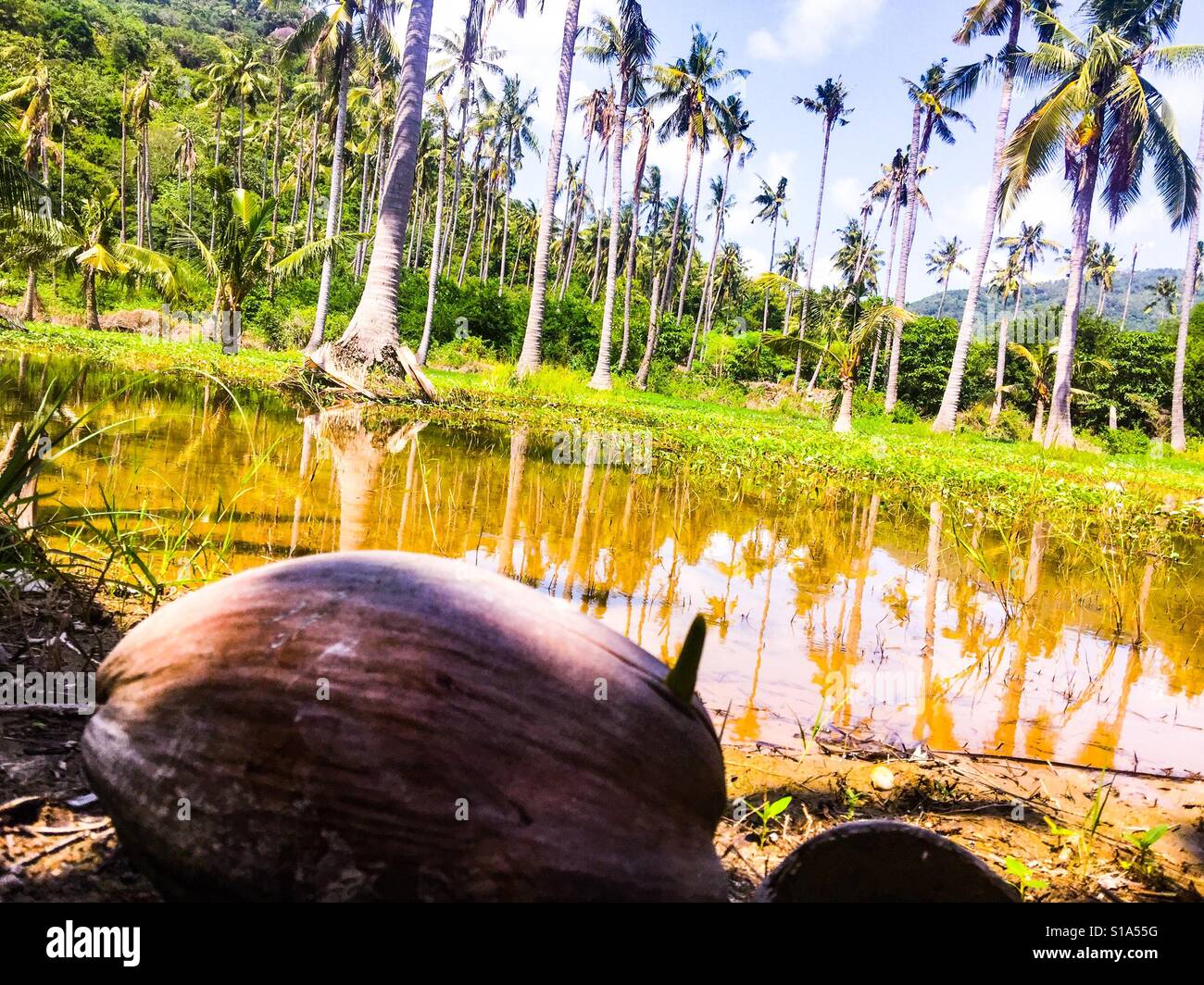 Schöne über Sonne Kokospalmen Stockfoto