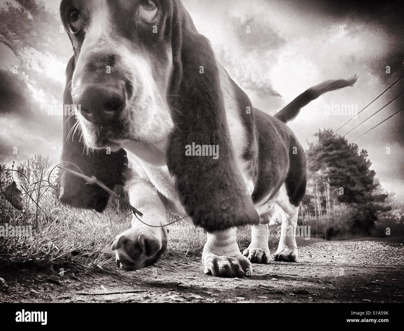 Hund-schwarze und weiße Nahaufnahme der Basset Hound zu Fuß entlang eines Pfads Stockfoto