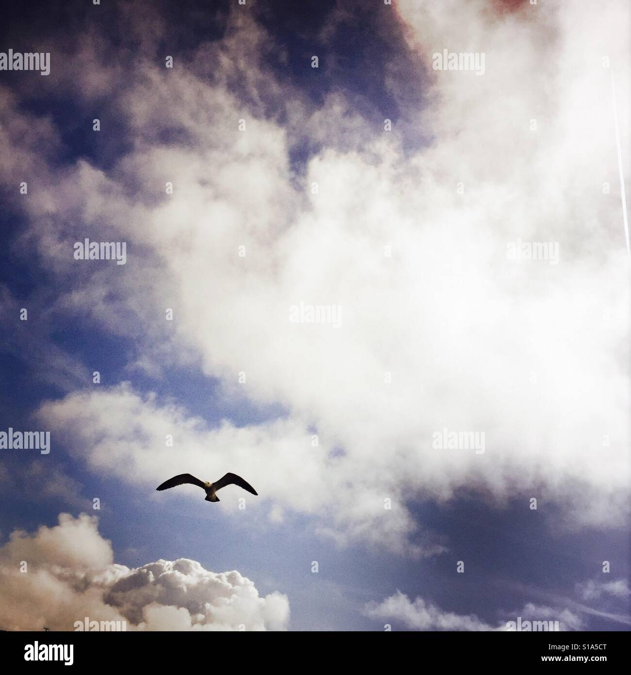 Eine Möwe fliegen in den Himmel. Stockfoto