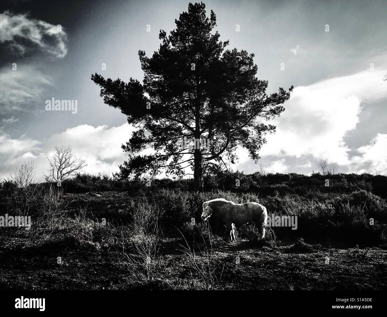 Ein wildes Pferd am Holt Country Park in Norfolk, Großbritannien Stockfoto