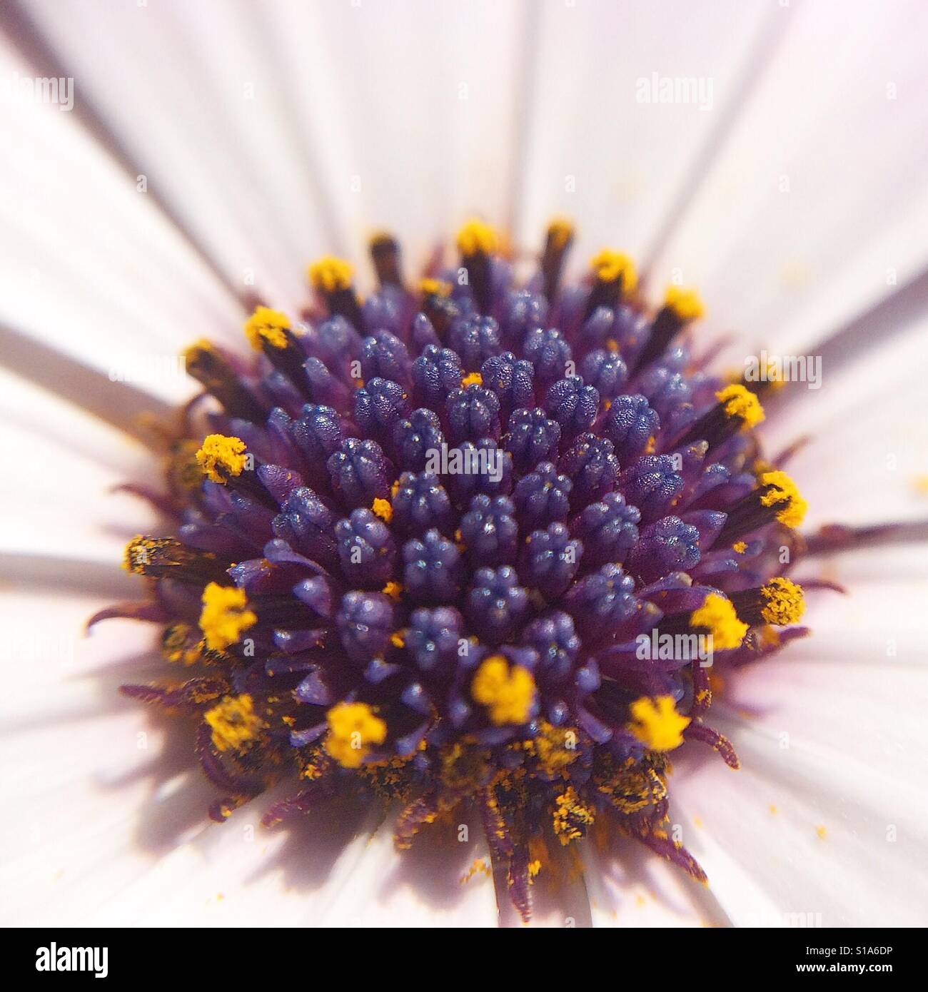 Makro einer Osteospermum Fructicosum Blume mit Pollen bedeckt. - Smartphone-aufgenommenes Stockfoto