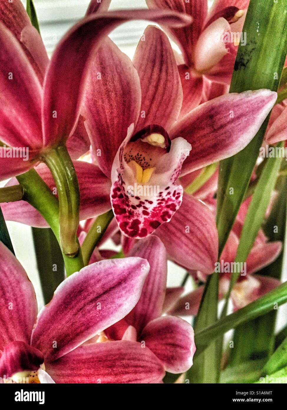Blümchen auf der Blütenstand ein rosa Cymbidium-Orchidee - Smartphone-aufgenommenes Stockfoto