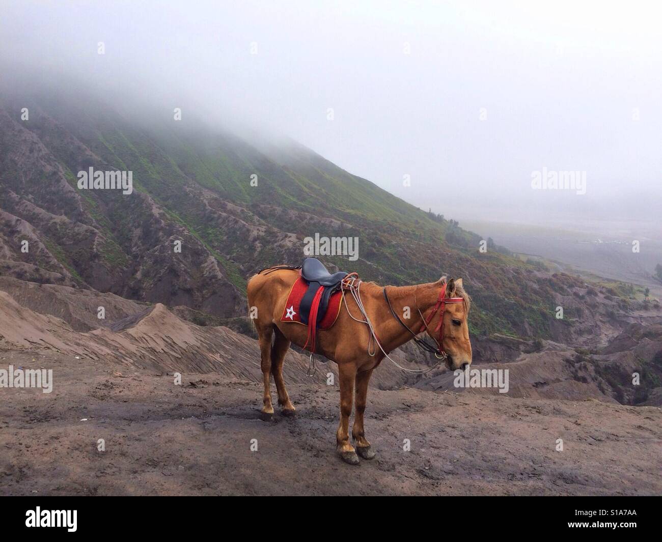 Ein einsames Pferd in Bromo Berg Stockfoto