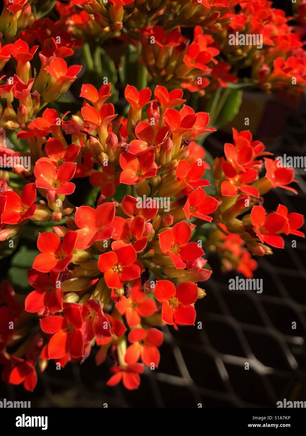 Feuriges Orange Kalanchoe in voller Blüte, Kalanchoe blossfeldiana Stockfoto