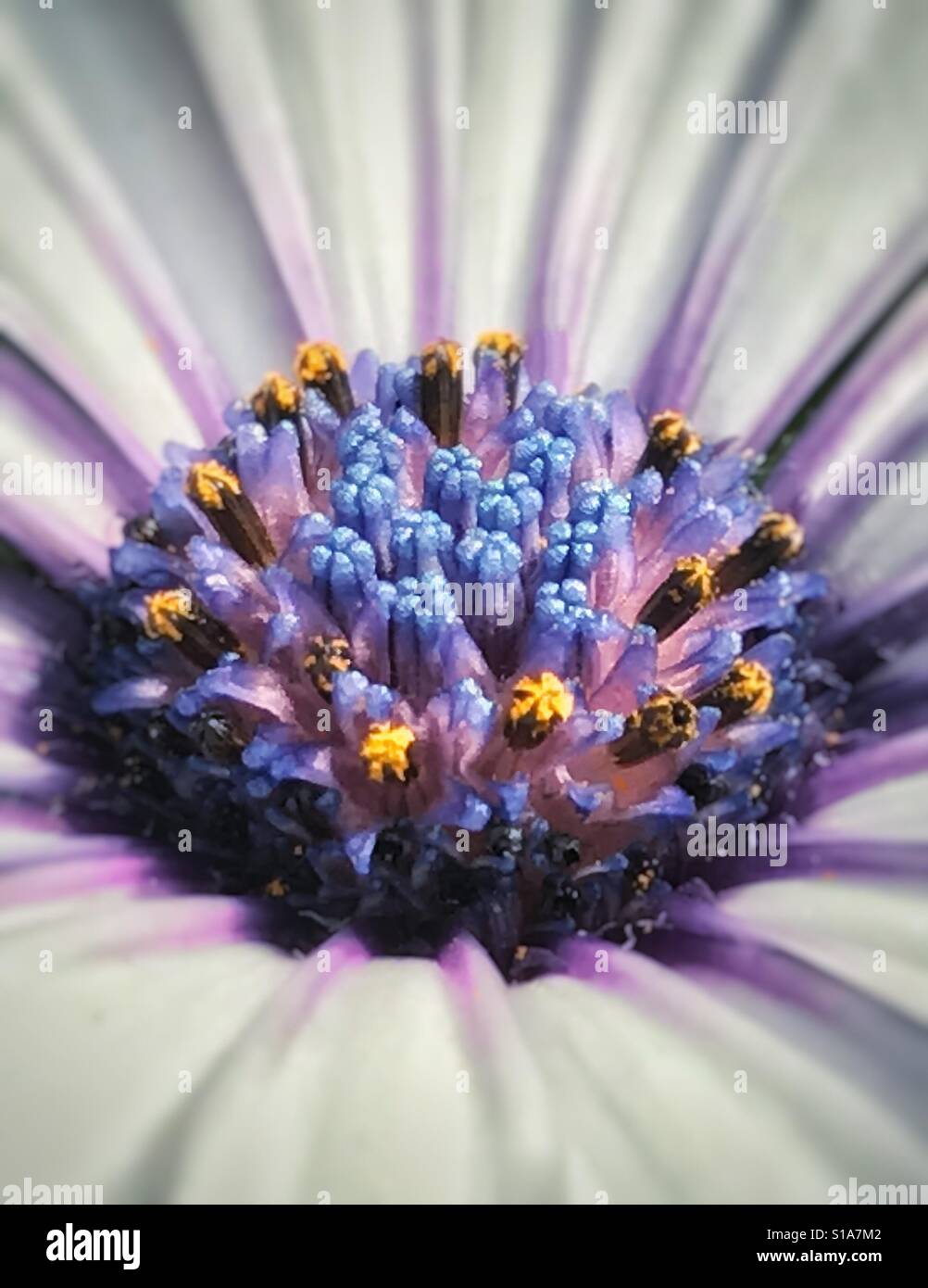 African Cape Daisy Makro, Osteospermum ecklonis - Smartphone-aufgenommenes Stockfoto