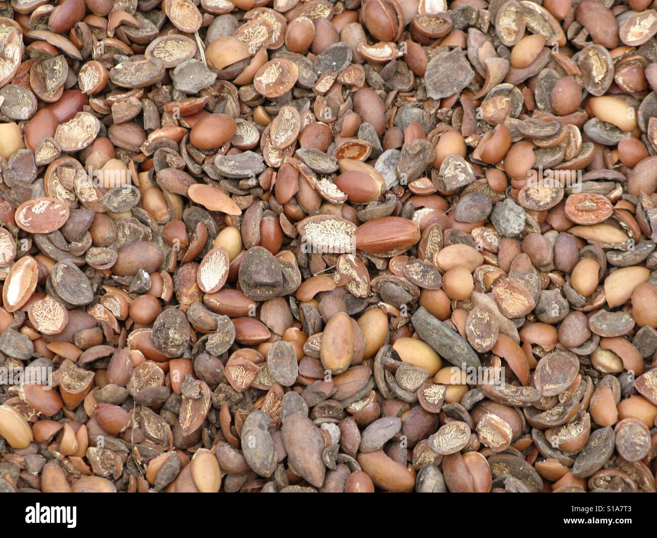 Argan-Schalen Stockfoto