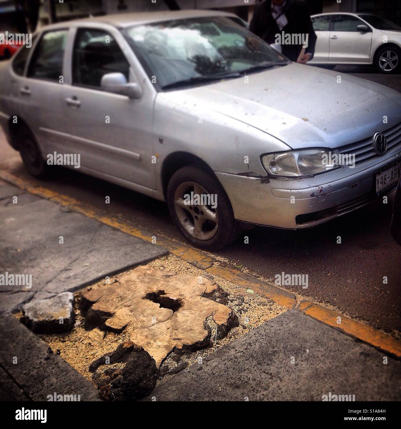 Ein Baum in Mexiko-Stadt. Städtischen Entwaldung steigt Verschmutzung in den großen Städten verursachen ernste gesundheitliche Probleme auf die Bevölkerung. Stockfoto